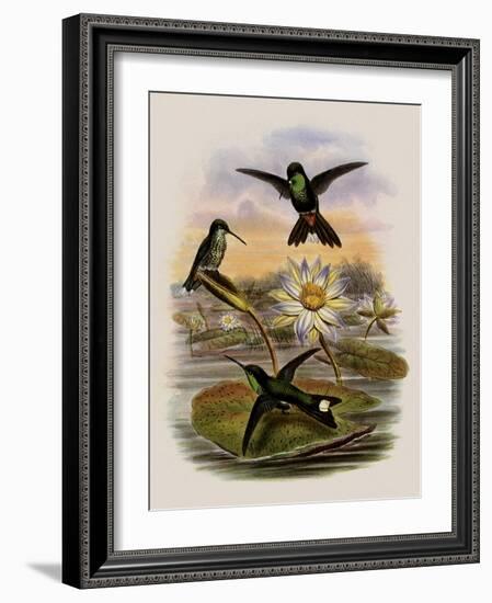 Red-Vented White-Tip, Urosticte Ruficrissa-John Gould-Framed Giclee Print