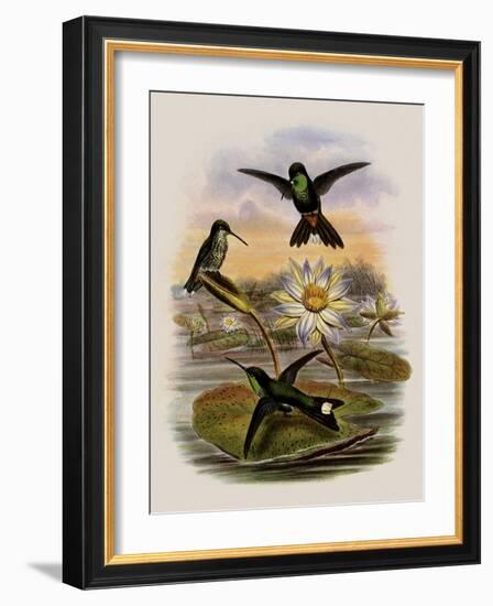 Red-Vented White-Tip, Urosticte Ruficrissa-John Gould-Framed Giclee Print