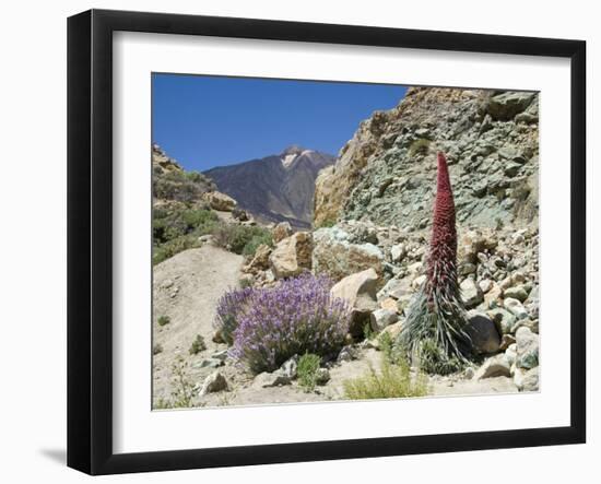Red Vipers Bugloss, with Pico De Teide in Background, Las Canadas, Tenerife-Tony Waltham-Framed Photographic Print