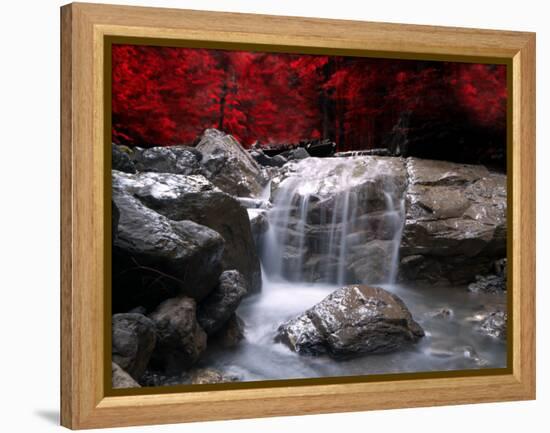 Red Vision-Philippe Sainte-Laudy-Framed Premier Image Canvas