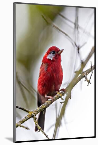 red warbler perched on branch, mexico city-claudio contreras-Mounted Photographic Print