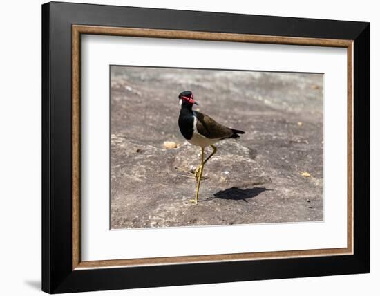 Red-wattled Lapwing (Vanellus indicus), Bandhavgarh National Park, Madhya Pradesh, India, Asia-Sergio Pitamitz-Framed Photographic Print