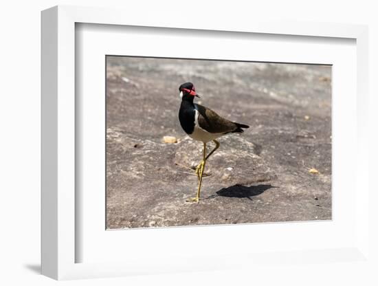 Red-wattled Lapwing (Vanellus indicus), Bandhavgarh National Park, Madhya Pradesh, India, Asia-Sergio Pitamitz-Framed Photographic Print