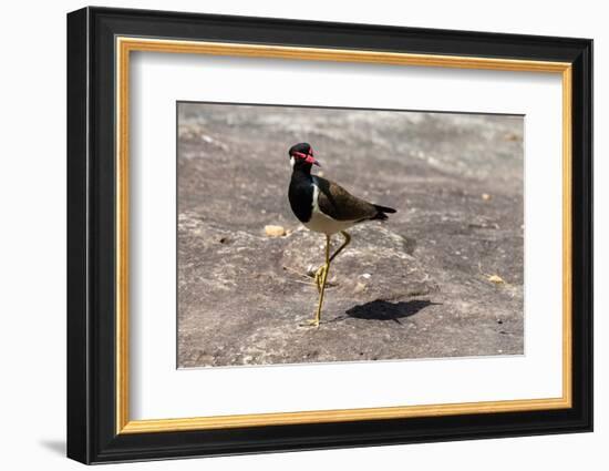 Red-wattled Lapwing (Vanellus indicus), Bandhavgarh National Park, Madhya Pradesh, India, Asia-Sergio Pitamitz-Framed Photographic Print