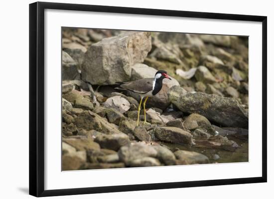 Red Wattled Lapwing (Vanellus Indicus), Ranthambhore, Rajasthan, India-Janette Hill-Framed Photographic Print