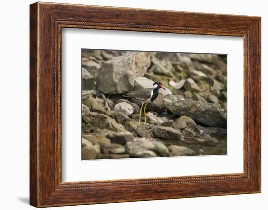 Red Wattled Lapwing (Vanellus Indicus), Ranthambhore, Rajasthan, India-Janette Hill-Framed Photographic Print