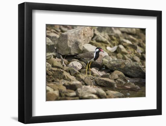 Red Wattled Lapwing (Vanellus Indicus), Ranthambhore, Rajasthan, India-Janette Hill-Framed Photographic Print