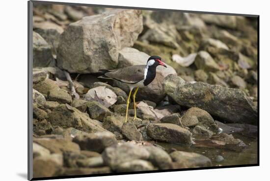 Red Wattled Lapwing (Vanellus Indicus), Ranthambhore, Rajasthan, India-Janette Hill-Mounted Photographic Print