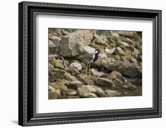 Red Wattled Lapwing (Vanellus Indicus), Ranthambhore, Rajasthan, India-Janette Hill-Framed Photographic Print
