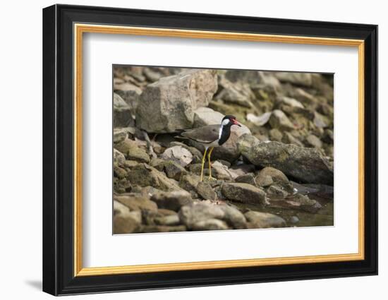 Red Wattled Lapwing (Vanellus Indicus), Ranthambhore, Rajasthan, India-Janette Hill-Framed Photographic Print