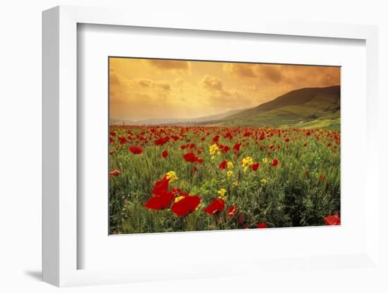 Red Wild Poppies in Galilee-Richard T. Nowitz-Framed Photographic Print