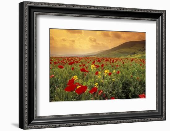 Red Wild Poppies in Galilee-Richard T. Nowitz-Framed Photographic Print