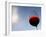 Red Wine Glass Against a Blue Sky, Paris, France-Michele Molinari-Framed Photographic Print