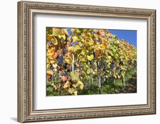 Red Wine Grapes, Autumn, Uhlbach, Baden Wurttemberg, Germany, Europe-Markus Lange-Framed Photographic Print