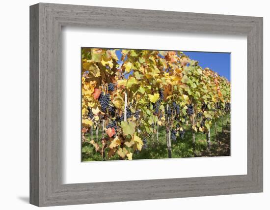 Red Wine Grapes, Autumn, Uhlbach, Baden Wurttemberg, Germany, Europe-Markus Lange-Framed Photographic Print