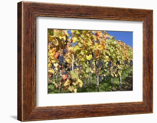 Red Wine Grapes, Autumn, Uhlbach, Baden Wurttemberg, Germany, Europe-Markus Lange-Framed Photographic Print