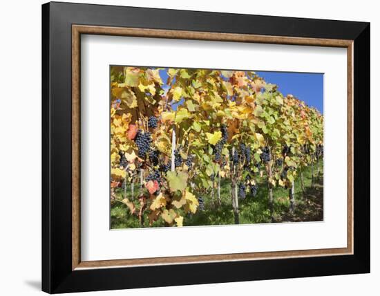 Red Wine Grapes, Autumn, Uhlbach, Baden Wurttemberg, Germany, Europe-Markus Lange-Framed Photographic Print