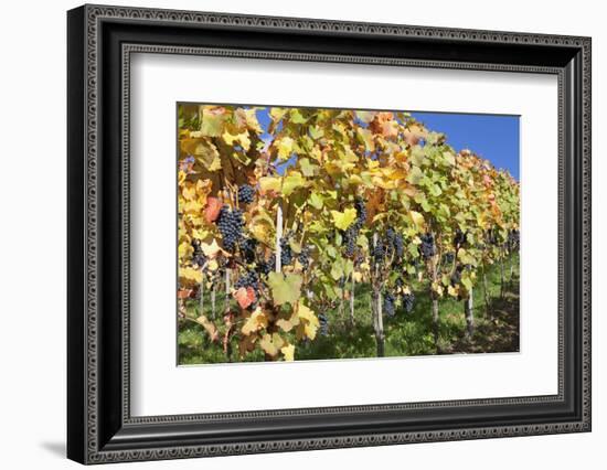 Red Wine Grapes, Autumn, Uhlbach, Baden Wurttemberg, Germany, Europe-Markus Lange-Framed Photographic Print