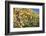 Red Wine Grapes, Autumn, Uhlbach, Baden Wurttemberg, Germany, Europe-Markus Lange-Framed Photographic Print