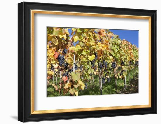 Red Wine Grapes, Autumn, Uhlbach, Baden Wurttemberg, Germany, Europe-Markus Lange-Framed Photographic Print