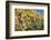 Red Wine Grapes, Autumn, Uhlbach, Baden Wurttemberg, Germany, Europe-Markus Lange-Framed Photographic Print