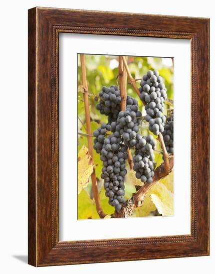 Red Wine Grapes, Autumn, Uhlbach, Baden Wurttemberg, Germany, Europe-Markus Lange-Framed Photographic Print