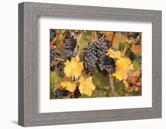 Red Wine Grapes, Autumn, Uhlbach, Baden Wurttemberg, Germany, Europe-Markus Lange-Framed Photographic Print