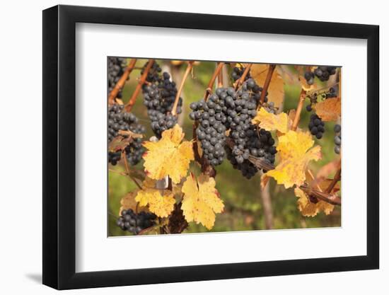 Red Wine Grapes, Autumn, Uhlbach, Baden Wurttemberg, Germany, Europe-Markus Lange-Framed Photographic Print