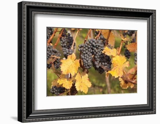 Red Wine Grapes, Autumn, Uhlbach, Baden Wurttemberg, Germany, Europe-Markus Lange-Framed Photographic Print