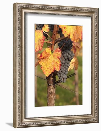 Red Wine Grapes, Autumn, Uhlbach, Baden Wurttemberg, Germany, Europe-Markus Lange-Framed Photographic Print