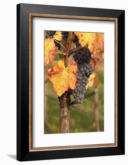 Red Wine Grapes, Autumn, Uhlbach, Baden Wurttemberg, Germany, Europe-Markus Lange-Framed Photographic Print