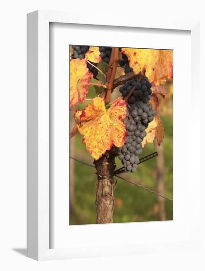 Red Wine Grapes, Autumn, Uhlbach, Baden Wurttemberg, Germany, Europe-Markus Lange-Framed Photographic Print