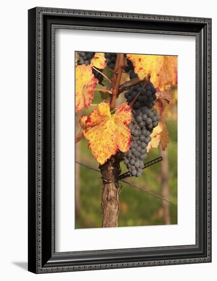 Red Wine Grapes, Autumn, Uhlbach, Baden Wurttemberg, Germany, Europe-Markus Lange-Framed Photographic Print