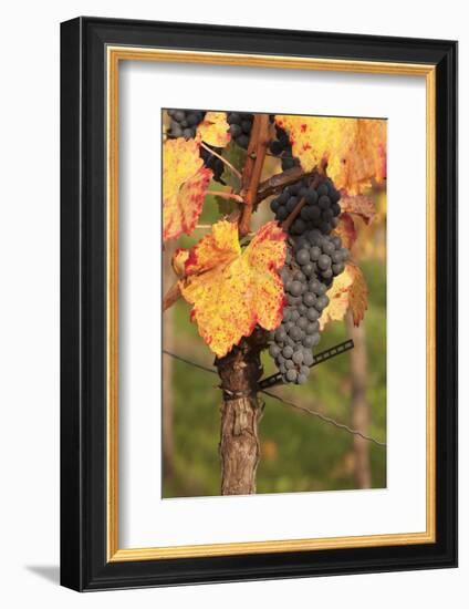 Red Wine Grapes, Autumn, Uhlbach, Baden Wurttemberg, Germany, Europe-Markus Lange-Framed Photographic Print