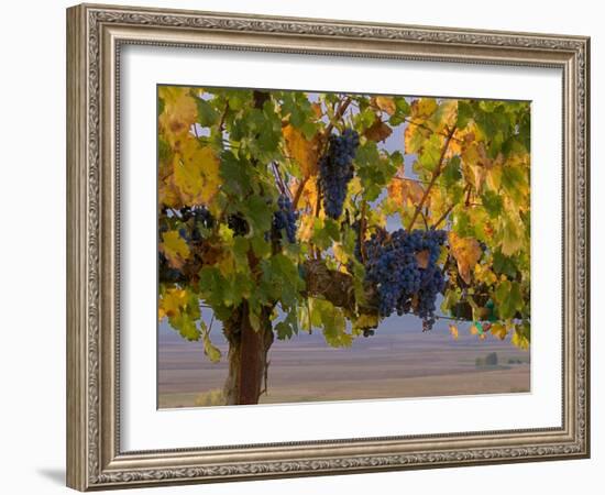 Red Wine Grapes Hanging, Yakima, Washington-Janis Miglavs-Framed Photographic Print