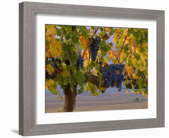 Red Wine Grapes Hanging, Yakima, Washington-Janis Miglavs-Framed Photographic Print