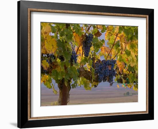 Red Wine Grapes Hanging, Yakima, Washington-Janis Miglavs-Framed Photographic Print