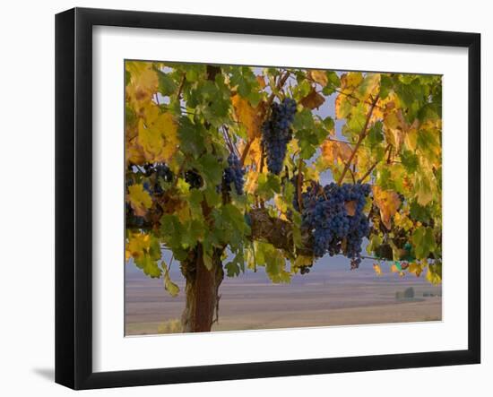 Red Wine Grapes Hanging, Yakima, Washington-Janis Miglavs-Framed Photographic Print