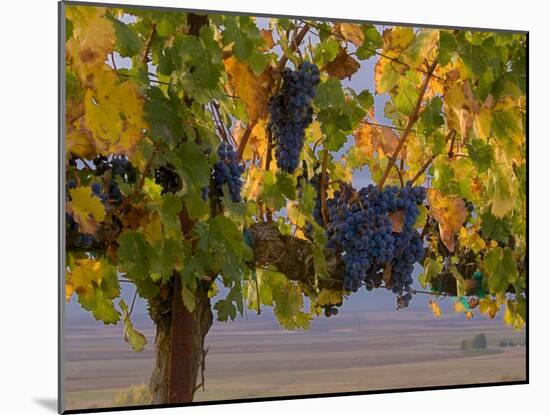 Red Wine Grapes Hanging, Yakima, Washington-Janis Miglavs-Mounted Photographic Print