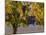 Red Wine Grapes Hanging, Yakima, Washington-Janis Miglavs-Mounted Photographic Print