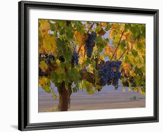 Red Wine Grapes Hanging, Yakima, Washington-Janis Miglavs-Framed Photographic Print