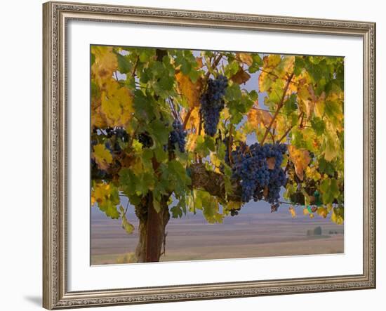 Red Wine Grapes Hanging, Yakima, Washington-Janis Miglavs-Framed Photographic Print