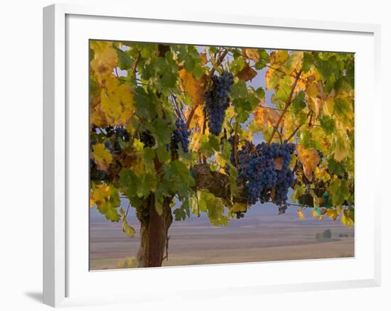 Red Wine Grapes Hanging, Yakima, Washington-Janis Miglavs-Framed Photographic Print