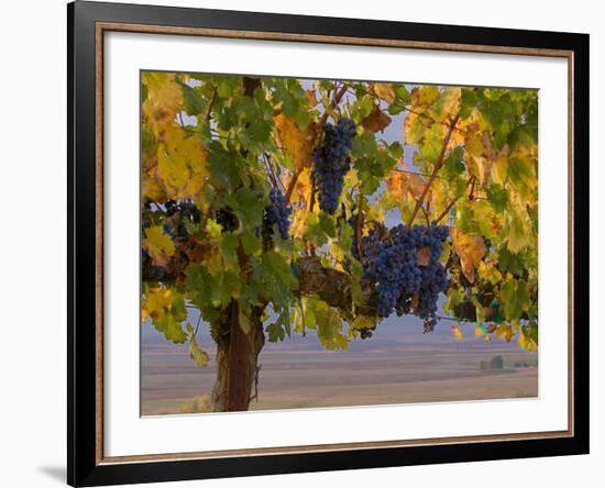 Red Wine Grapes Hanging, Yakima, Washington-Janis Miglavs-Framed Photographic Print
