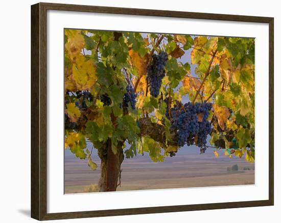 Red Wine Grapes Hanging, Yakima, Washington-Janis Miglavs-Framed Photographic Print