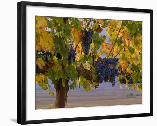 Red Wine Grapes Hanging, Yakima, Washington-Janis Miglavs-Framed Photographic Print