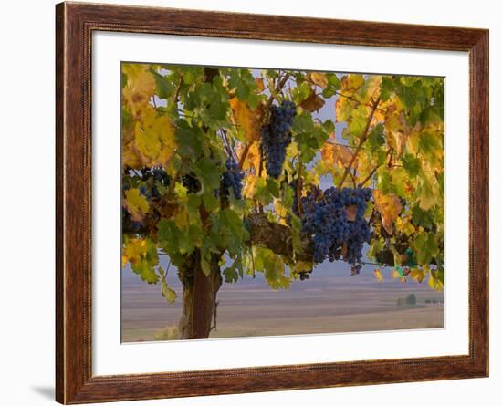 Red Wine Grapes Hanging, Yakima, Washington-Janis Miglavs-Framed Photographic Print