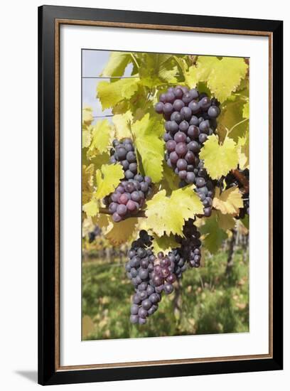 Red Wine Grapes in Autumn, Uhlbach, Stuttgart, Baden Wurttemberg, Germany, Europe-Markus-Framed Photographic Print