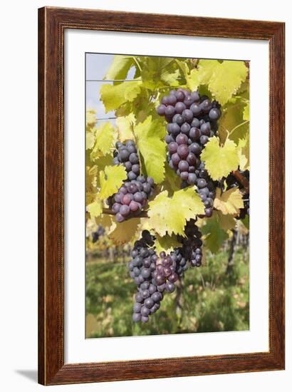 Red Wine Grapes in Autumn, Uhlbach, Stuttgart, Baden Wurttemberg, Germany, Europe-Markus-Framed Photographic Print