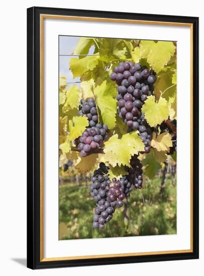 Red Wine Grapes in Autumn, Uhlbach, Stuttgart, Baden Wurttemberg, Germany, Europe-Markus-Framed Photographic Print